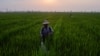 နေပြည်တော်မြို့နယ်အတွင်း လယ်ကွင်းမှာ မြေသြဇာဆေးဖြန်းနေတဲ့ လယ်သမားများကိုတွေ့ရစဉ် (ဧပြီ ၁၈၊ ၂၀၁၉)
