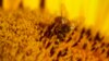 Según la FAO, el declive mundial en las poblaciones de abejas supone una seria amenaza para una gran variedad de plantas críticas para el bienestar humano y los medios de vida.