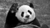 El panda adulto Da Mao, en una foto sin fecha determinada proporcionada por el Zoológico de Calgary, Canadá.