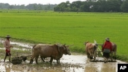 မြန်မာ့လယ်ယာလုပ်ငန်းခွင်