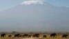 FILE - With Mount Kilimanjaro in the distance, elephants walk in Amboseli National Park, Tanzania, Jan. 2015.