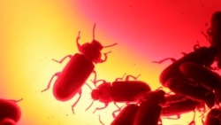 Las cucarachas africanas se representan en la granja de insectos para consumo humano del biólogo Federico Paniagua, ya que está promoviendo la ingestión de una amplia variedad de insectos, como un alimento de bajo costo y rico en nutrientes en Grecia, Costa Rica.