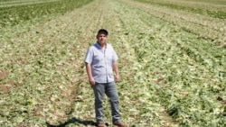 El granjero de California Jack Vessey muestra lo que queda de su campo de lechuga romana después de tener que ararlo debido a la pérdida del mercado de restaurantes durante el brote de la (COVID-19) en Holtville, California, EE.UU. Abril 15 de 2020.