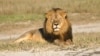 In this undated photo provided by the Wildlife Conservation Research Unit, Cecil the lion rests in Hwange National Park, in Hwange, Zimbabwe. 