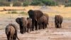 Un troupeau d'éléphants passe devant un point d'eau dans le parc national de Hwange, Zimbabwe, le 14 octobre 2014. REUTERS / Philimon Bulawayo / File Photo - D1BEUCFAIZAA