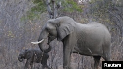 Des éléphants au parc national Hwange au Zimbabwe, le 1er août 2015.