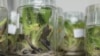 FILE - Lab at the National Agricultural Research Organization grows disease-resistant genetically modified bananas, Uganda, Sept. 13, 2013. (Hilary Heuler for VOA)