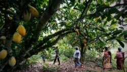 Eco: 9,6 millions de dollars pour le riz et le cacao libériens